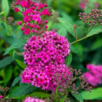 Sommerspiere 'Anthony Waterer'