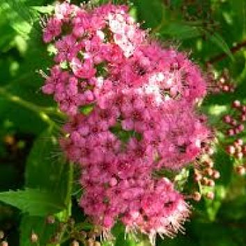 Sommerspiere 'Genpei'