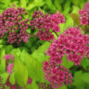 Sommerspiere 'Goldflame'