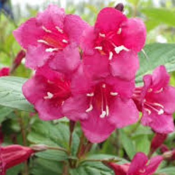 Weigelie 'Bristol Ruby'
