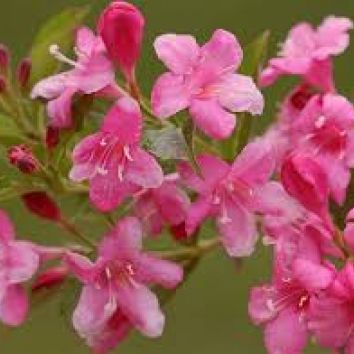 Weigelie 'Rosea'