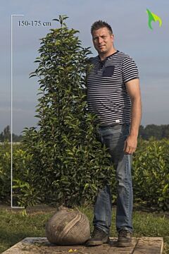Portugiesischer Kirschlorbeer Wurzelballen 150-175 cm Extra Qualität