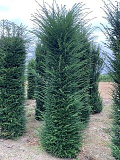 Eibe Wurzelballen 250-275 cm Extra Qualität