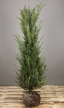 Eibe Wurzelballen 125-150 cm Extra Qualität