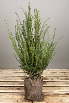 Eibe Wurzelballen 60-80 cm Extra Qualität