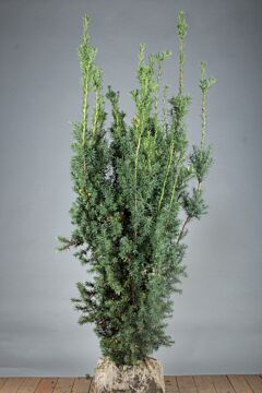 Becher-Eibe 'Hicksii' Wurzelballen 150-175 cm Extra Qualtität