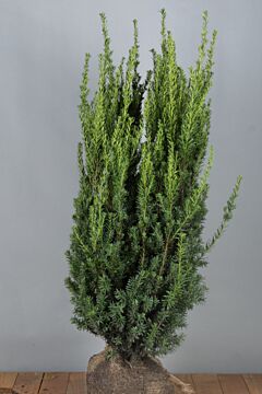 Becher-Eibe 'Hilli' Wurzelballen 100-125 cm Extra Qualität