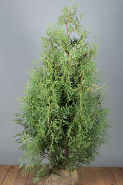 Lebensbaum 'Brabant' Wurzelballen 125-150 cm Extra Qualtität