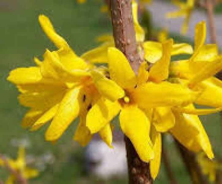Forsythia Intermedia Spectabilis Forsythie Spectabilis Hecke