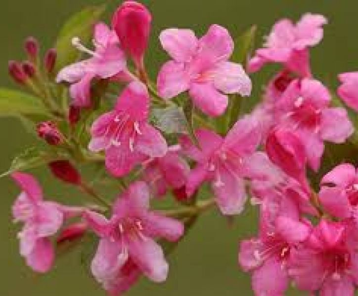 Weigela 'Rosea'Weigelie 'Rosea' Hecke