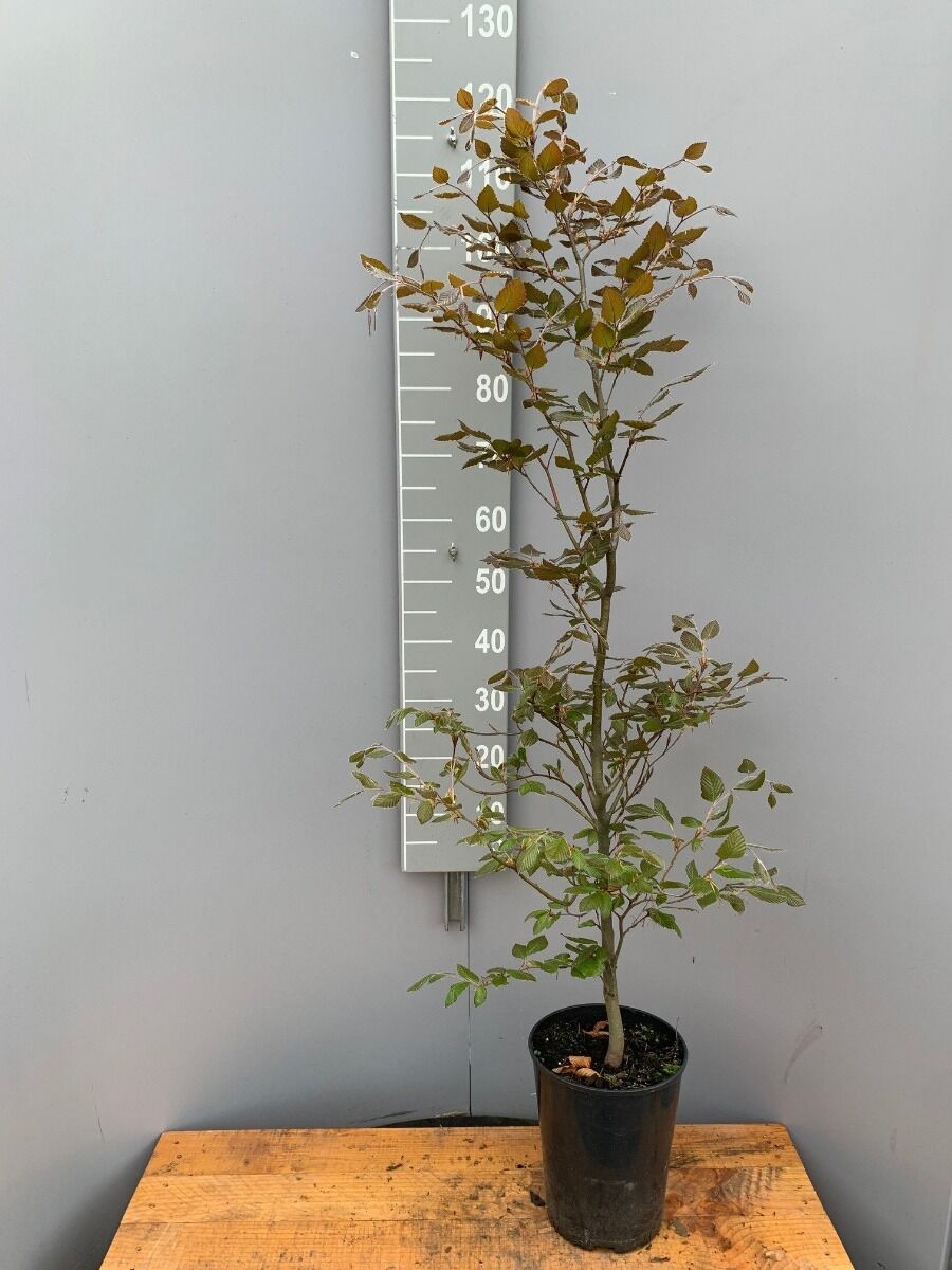 Blutbuche (100-125 cm) Topf Blutbuche (100-125 cm) Topf