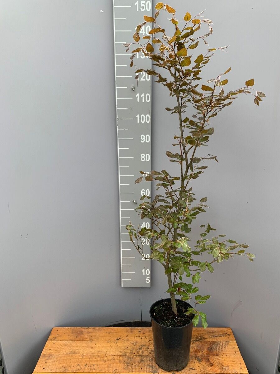 Blutbuche (125-150 cm) Topf Blutbuche (125-150 cm) Topf