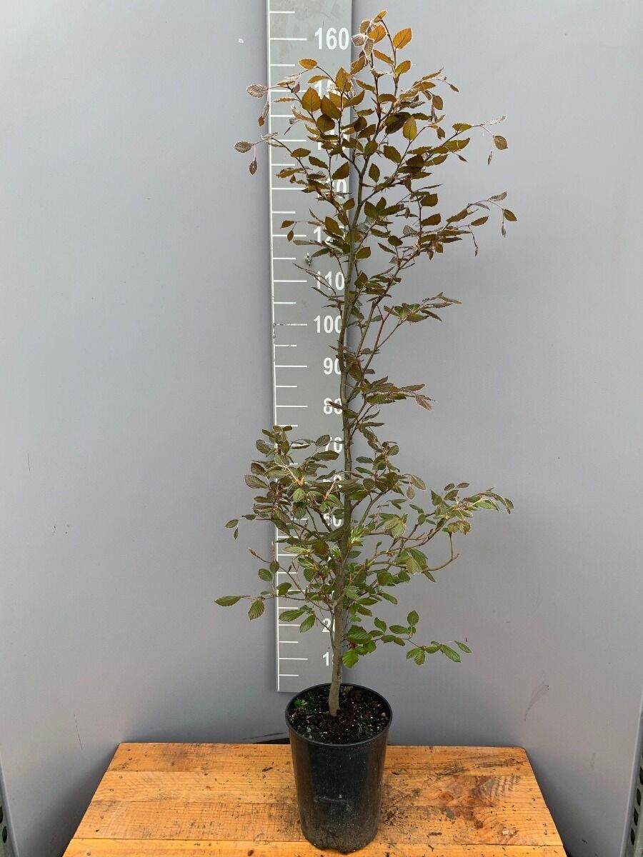 Blutbuche (150-175 cm) Topf Blutbuche (150-175 cm) Topf