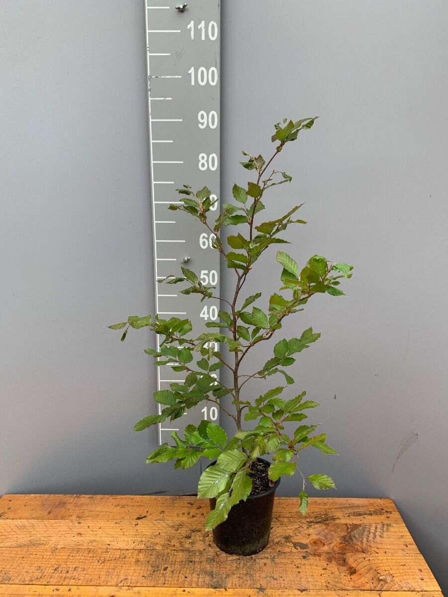 Blutbuche (80-100 cm) Topf Blutbuche (80-100 cm) Topf