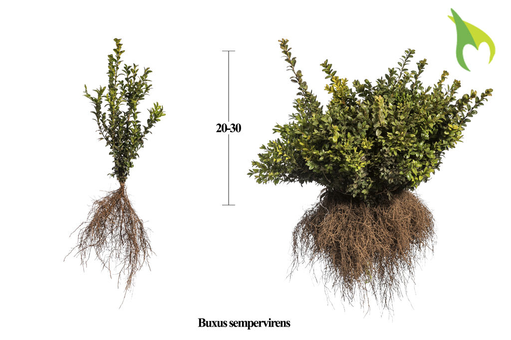 Buxus Buchsbaum Sempervirens Frisch vom Feld