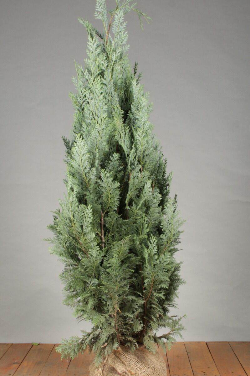 Blaue Scheinzypresse Chamaecyparis lawsoniana Columnaris