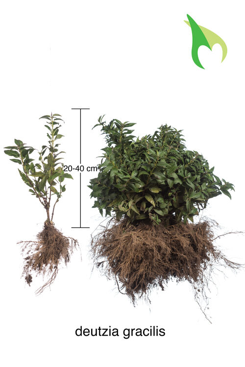 Deutzia gracilis (20-40 cm) Wurzelware Deutzia gracilis (20-40 cm) Wurzelware
