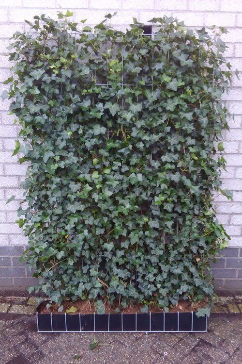 Efeu (180 cm) Fertighecke Efeu (180 cm) Fertighecke