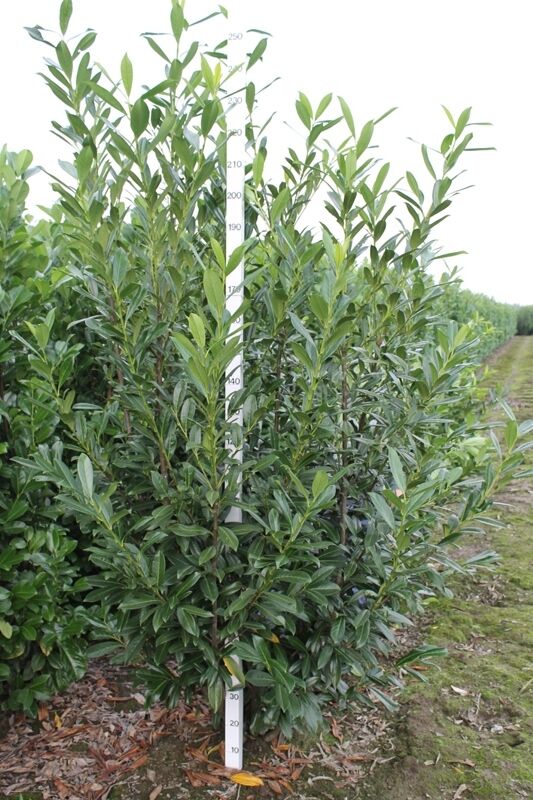 Kirschlorbeer 'Caucasica' (225-250 cm) EXTRA Wurzelballen Kirschlorbeer 'Caucasica' (225-250 cm) EXTRA Wurzelballen
