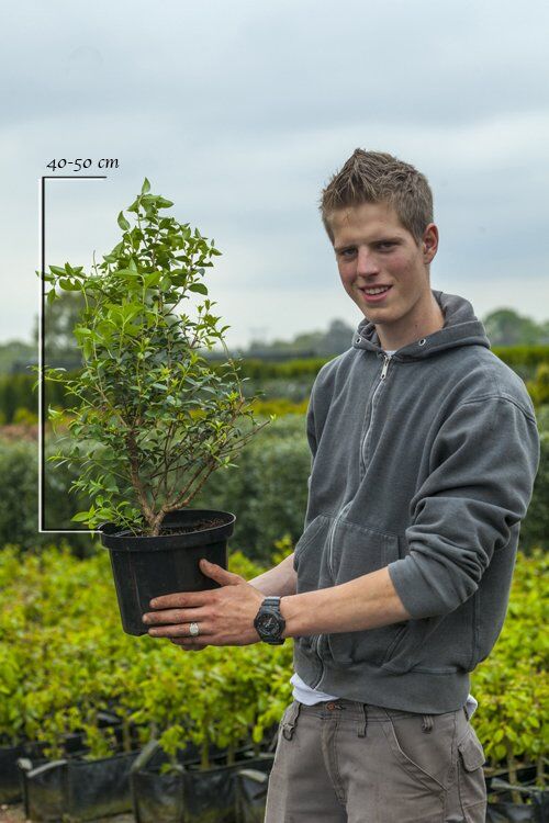 Duftblute (40-60 cm) Topf Duftblute (40-60 cm) Topf
