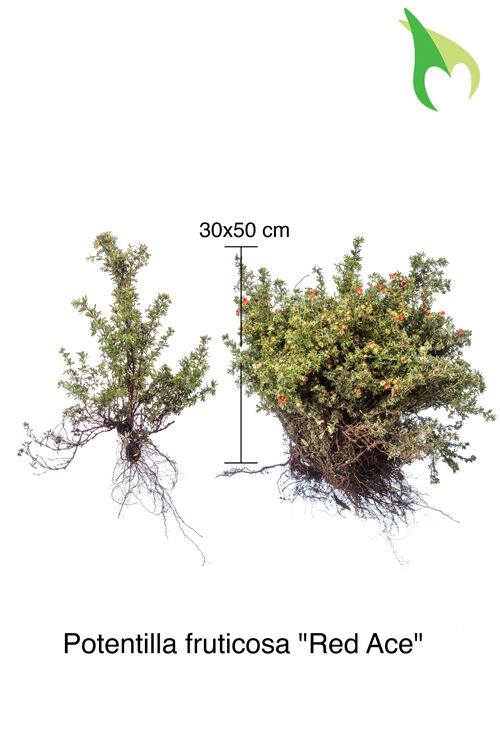 Fingerstrauch 'Red Ace' (30-50 cm) Wurzelware Fingerstrauch 'Red Ace' (30-50 cm) Wurzelware