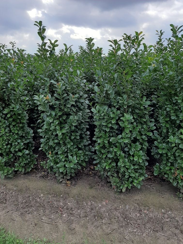 Kirschlorbeer 'Ani' (175-200 cm) Wurzelballen Kirschlorbeer 'Ani' (175-200 cm) Wurzelballen