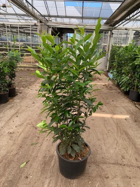 Kirschlorbeer 'Genolia' (125-150 cm) Topf Kirschlorbeer 'Genolia' (125-150 cm) Topf