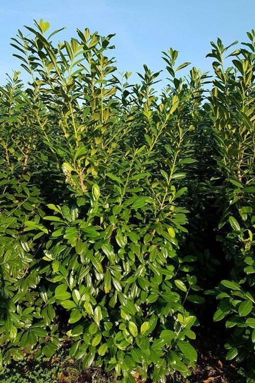 Kirschlorbeer 'Novita' (225-250 cm) EXTRA Wurzelballen Kirschlorbeer 'Novita' (225-250 cm) EXTRA Wurzelballen