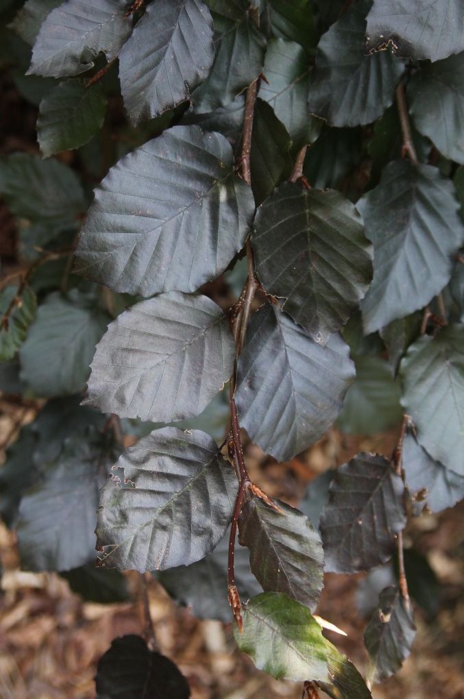 Blutbuche (175-200 cm) Topf Blutbuche (175-200 cm) Topf