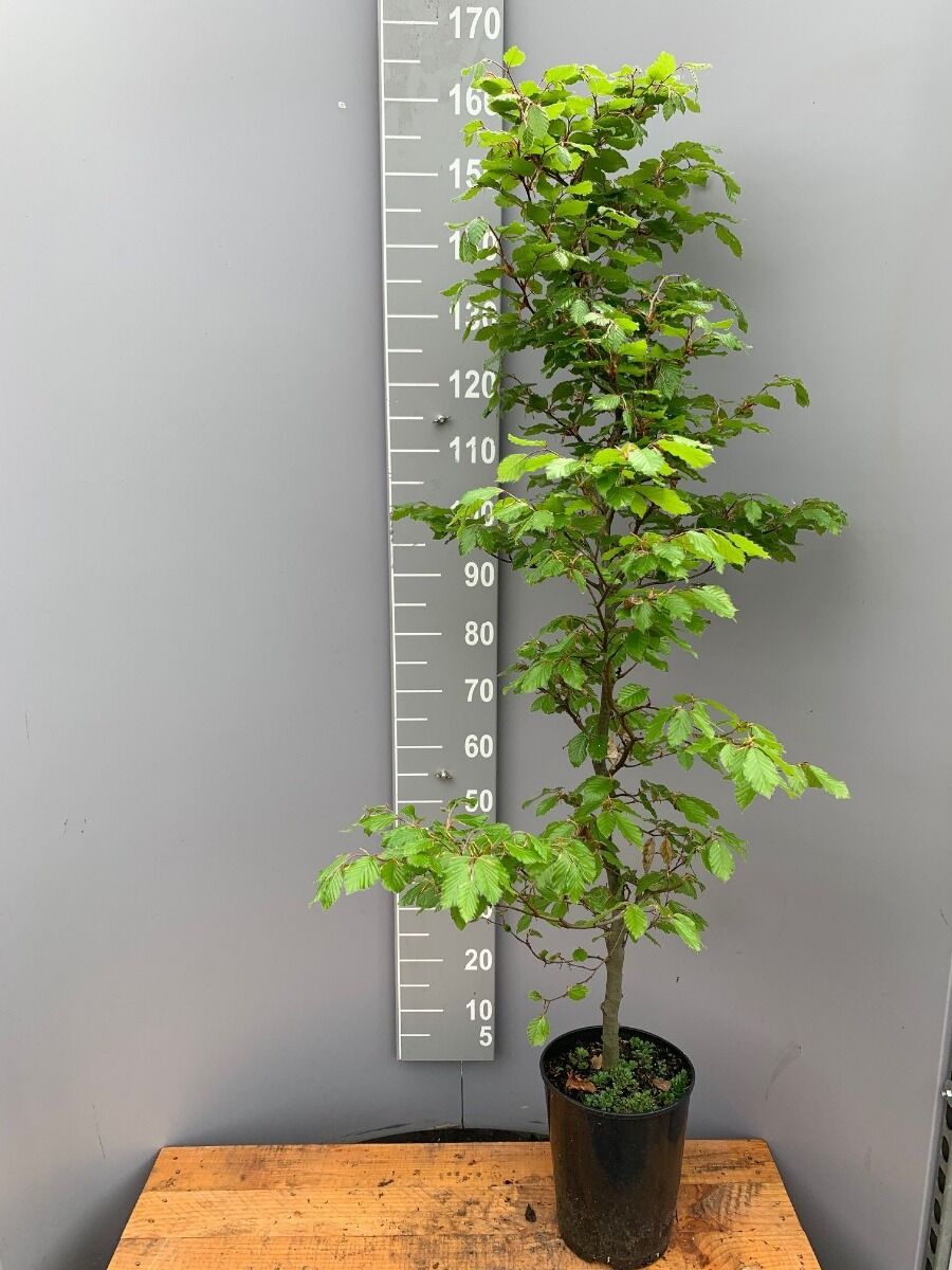 Rotbuche (150-175 cm) Topf Rotbuche (150-175 cm) Topf