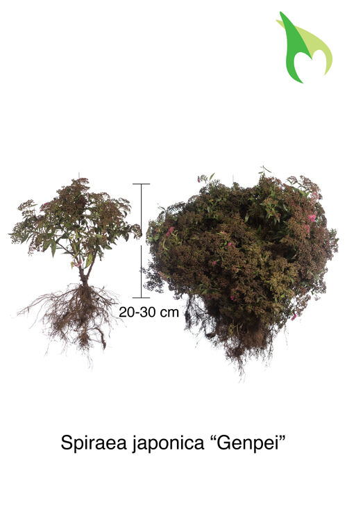Sommerspiere 'Genpei' (20-30 cm) Wurzelware Sommerspiere 'Genpei' (20-30 cm) Wurzelware