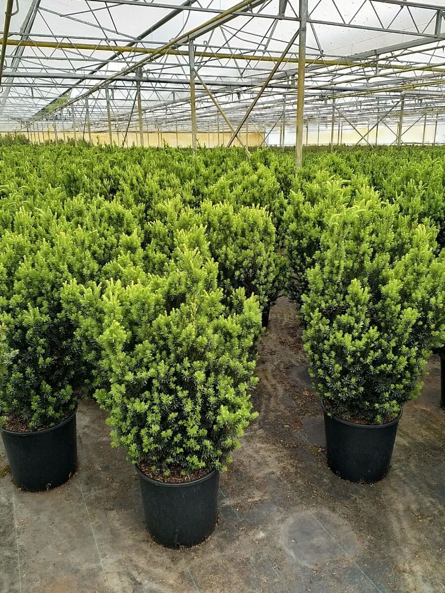 Becher-Eibe 'Hilli' (80-100 cm) Topf Becher-Eibe 'Hilli' (80-100 cm) Topf