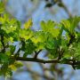 Blätter Hagedorn (Crataegus monogyna) 