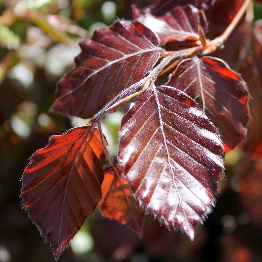 Blutbuchenhecke