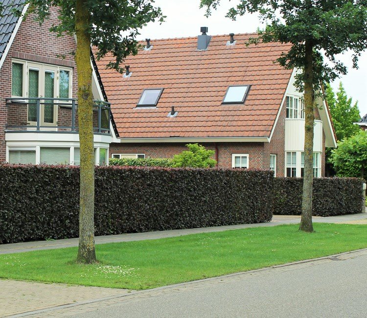 Blutbuchenhecke