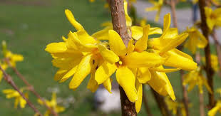 Forsythie Spectabilis