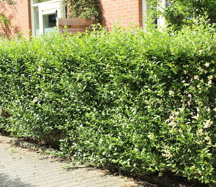 Wintergrüner Liguster 'Atrovirens'