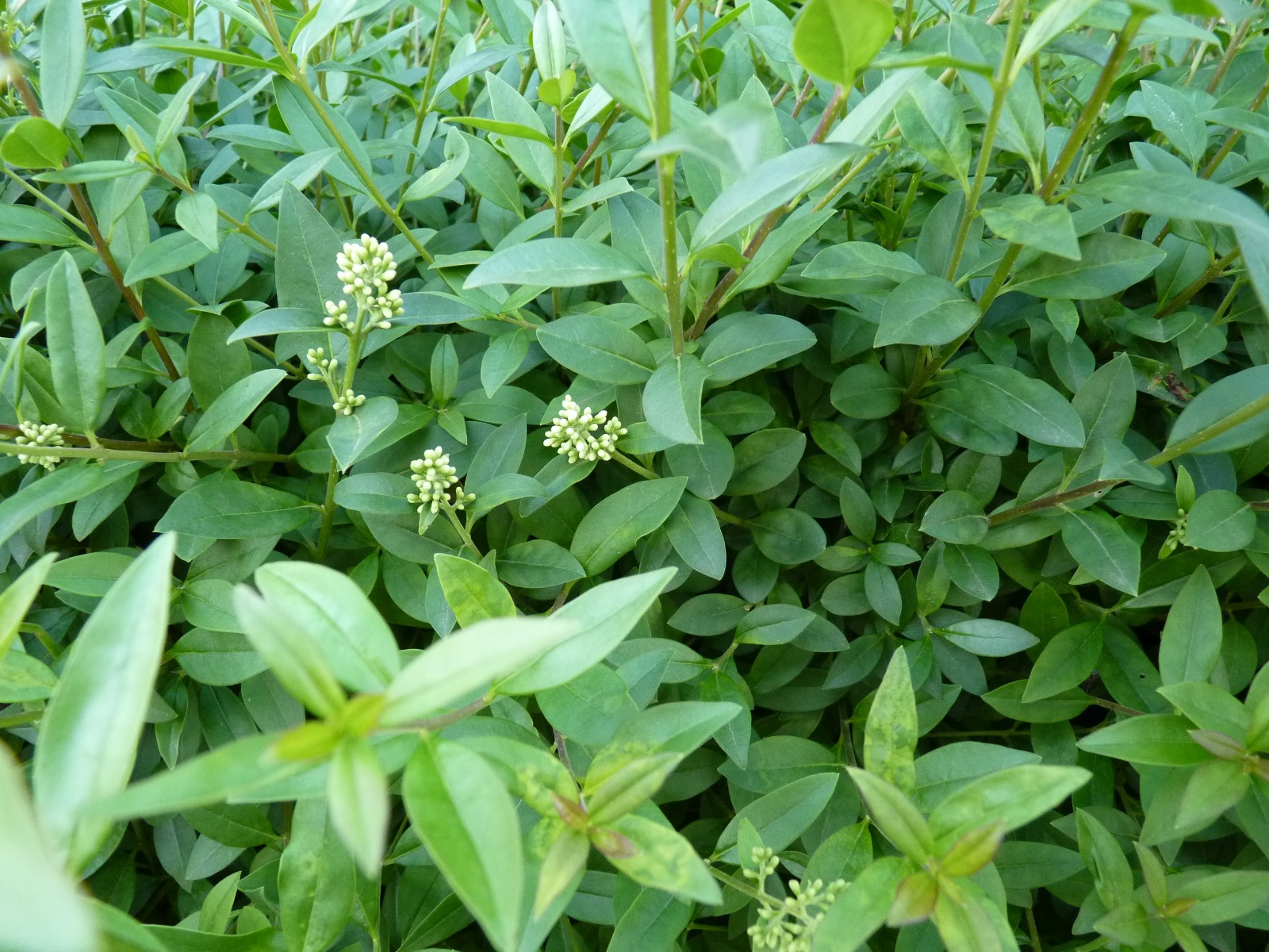 Wintergrüner Liguster 'Atrovirens'