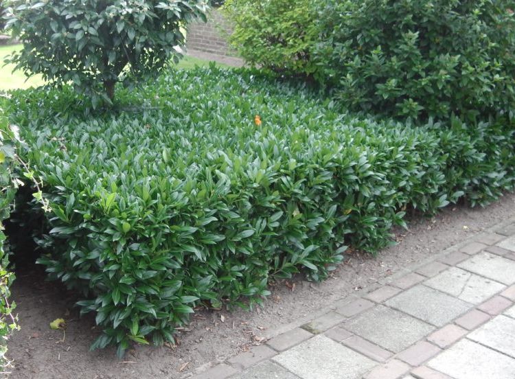 Kirschlorbeer 'Otto Luyken'