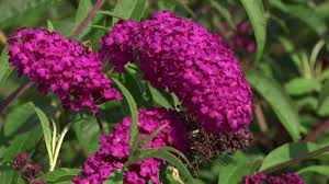 Schmetterlingsstrauch 'Royal Red'