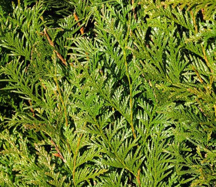 Riesenlebensbaum Atrovirens