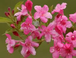 Weigelie 'Rosea'
