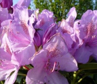 Rhododendron